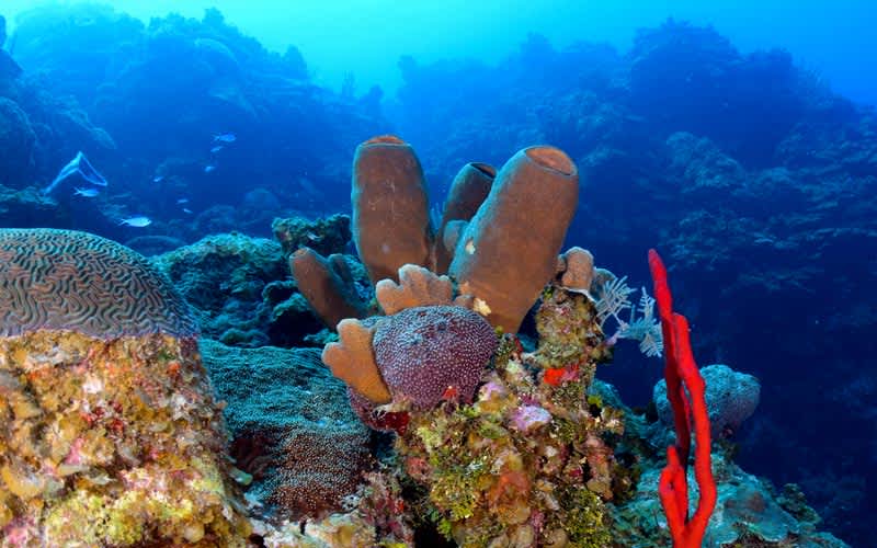Bloody-Bay-Wall-Little-Cayman